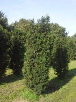Taxus (Taxus Media 'Hicksii') -OL Planten Winkel taxus hicksii 200 225 1