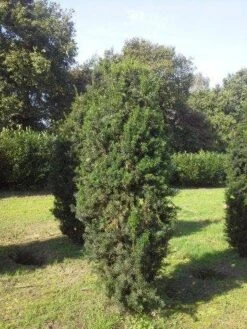 Taxus (Taxus Media 'Hicksii') -OL Planten Winkel taxus hicksii 275 300