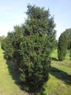 Taxus (Taxus Media 'Hicksii') -OL Planten Winkel taxus hicksii 275 300 1 1