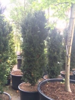 Taxus (Taxus Media 'Hicksii') -OL Planten Winkel taxus hicksii 2