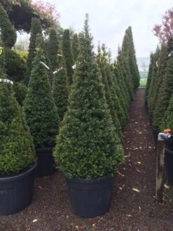Taxus Als Pyramide (Taxus Baccata) -OL Planten Winkel taxus kegel 150160cm