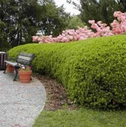 Taxus (Taxus Media 'Densiformis') -OL Planten Winkel taxus media densiformis 1