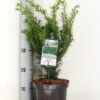 Taxus (Taxus Media 'Densiformis') 2 Taxus (Taxus Media 'Densiformis') -OL Planten Winkel taxus media densiformis c3 m 1 2