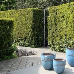 Taxus (Taxus Media 'Hicksii') -OL Planten Winkel taxus media hicksii 2