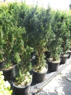 Taxus (Taxus Media 'Hicksii') -OL Planten Winkel taxus media hicksii 120 140 c35 2