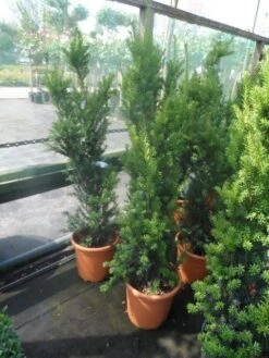 Taxus (Taxus Media 'Hicksii') -OL Planten Winkel taxus media hicksii 60 80 100 c7 10