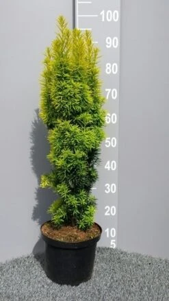 Gele Venijnboom (Taxus Baccata 'David') -OL Planten Winkel taxusdavid01