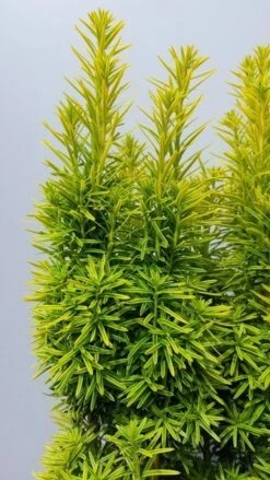Gele Venijnboom (Taxus Baccata 'David') -OL Planten Winkel taxusdavid02