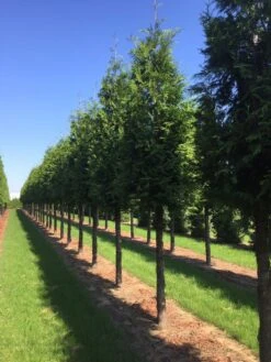 Haagconifeer Op Stam (Thuja Plicata 'Excelsa') -OL Planten Winkel thuja 30 40 1