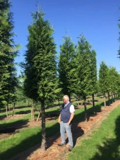 Haagconifeer Op Stam (Thuja Plicata 'Excelsa') -OL Planten Winkel thuja 3035 2 2