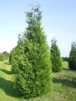 Levensboom (Thuja Plicata 'Atrovirens') -OL Planten Winkel thuja atrovirens 400 450