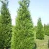 Levensboom (Thuja Plicata 'Atrovirens') 1 Levensboom (Thuja Plicata 'Atrovirens') -OL Planten Winkel thuja atrovirens 400 450 1 2
