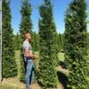 Grote Groene Haagconifeer (Thuja Occidentalis 'Brabant') -OL Planten Winkel thuja brabant 300350 2