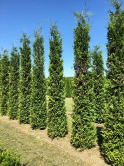 Grote Groene Haagconifeer (Thuja Occidentalis 'Brabant') 7 Grote Groene Haagconifeer (Thuja Occidentalis 'Brabant') -OL Planten Winkel thuja brabant 350400 1