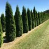 Grote Westerse Levensboom (Thuja Occidentalis 'Smaragd') -OL Planten Winkel thuja occ smarag 1 1