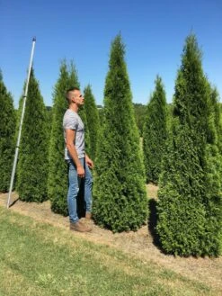 Bestsellers -OL Planten Winkel thuja occ smaragd 200250