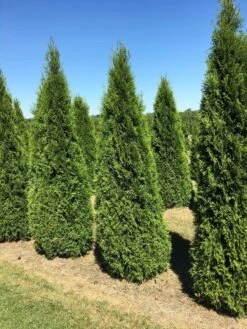 Grote Westerse Levensboom (Thuja Occidentalis 'Smaragd') 9 Grote Westerse Levensboom (Thuja Occidentalis 'Smaragd') -OL Planten Winkel thuja occ smaragd 200250 2 1