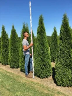 Grote Westerse Levensboom (Thuja Occidentalis 'Smaragd') -OL Planten Winkel thuja occ smaragd 250300 2