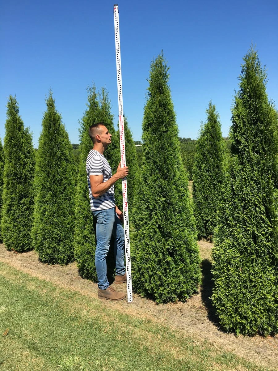 Grote Westerse Levensboom (Thuja Occidentalis 'Smaragd') 5 Grote Westerse Levensboom (Thuja Occidentalis 'Smaragd') - Afbeelding 3