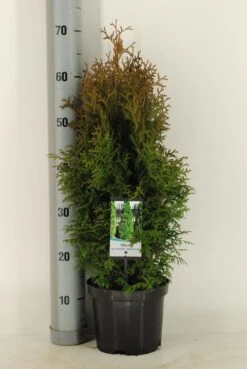 Levensboom (Thuja Occidentalis 'Holmstrup')