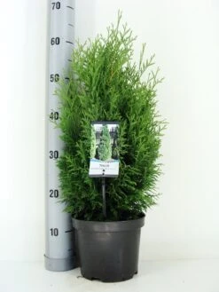Levensboom (Thuja Occidentalis 'Holmstrup') -OL Planten Winkel thuja occidentalis holmstrup zomer c3 m