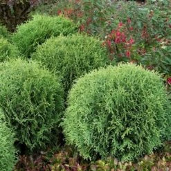 Levensboom (Thuja Occidentalis 'Little Giant') -OL Planten Winkel thuja occidentalis little giant 1