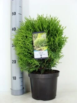 Levensboom (Thuja Occidentalis 'Little Giant') -OL Planten Winkel thuja occidentalis little giant zomer c3 m 1