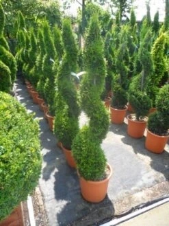 Conifeer Als Spiraal (Thuja Occidentalis 'Smaragd') -OL Planten Winkel thuja occidentalis smaragd spiraal 125 150 c20