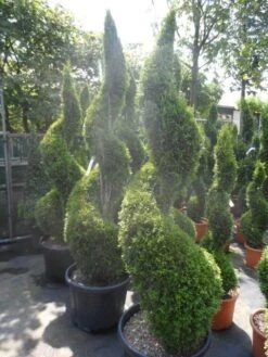 Conifeer Als Spiraal (Thuja Occidentalis 'Smaragd') -OL Planten Winkel thuja occidentalis smaragd spiraal 175 200 c50 1