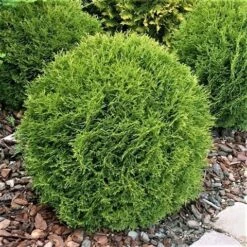 Thuja (Thuja Occidentalis 'Tiny Tim') 13 Thuja (Thuja Occidentalis 'Tiny Tim') -OL Planten Winkel thuja occidentalis tiny tim 1