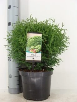 Thuja (Thuja Occidentalis 'Tiny Tim') -OL Planten Winkel thuja occidentalis tiny tim zomer c3