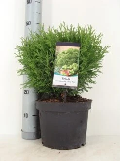 Thuja (Thuja Occidentalis 'Tiny Tim') 11 Thuja (Thuja Occidentalis 'Tiny Tim') -OL Planten Winkel thuja occidentalis tiny tim zomer c5 m 1