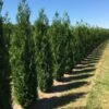 Grote Levensboom (Thuja Plicata 'Atrovirens') -OL Planten Winkel thuja pl atrovirens 3