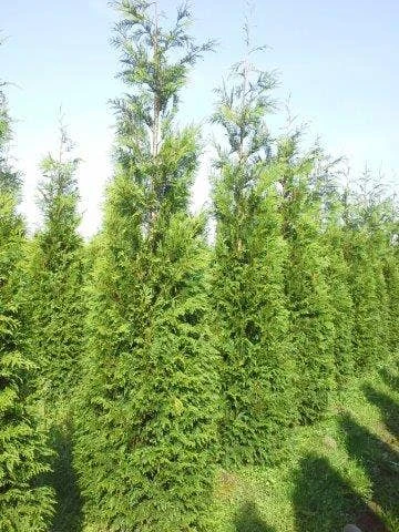 Levensboom (Thuja Plicata 'Atrovirens') 9 Levensboom (Thuja Plicata 'Atrovirens') - Afbeelding 7
