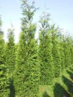 Levensboom (Thuja Plicata 'Atrovirens') -OL Planten Winkel thuja pl atrovirens 300 350 1