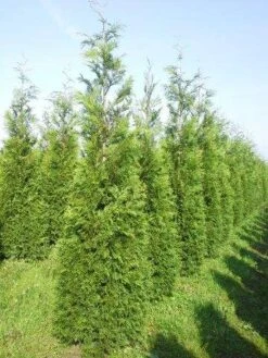 Levensboom (Thuja Plicata 'Martin') 25 Levensboom (Thuja Plicata 'Martin') -OL Planten Winkel thuja pl martin 300 350 1