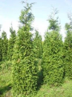 Levensboom (Thuja Plicata 'Martin') -OL Planten Winkel thuja pl martin 300 350 1 2