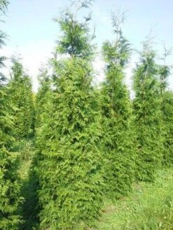 Levensboom (Thuja Plicata 'Martin') 27 Levensboom (Thuja Plicata 'Martin') -OL Planten Winkel thuja pl martin 300 350 2 1