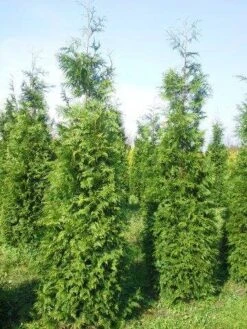 Levensboom (Thuja Plicata 'Martin') -OL Planten Winkel thuja pl martin 300 350 3 2