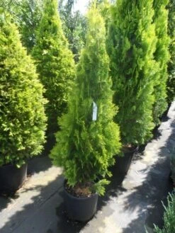 Levensboom (Thuja Orientalis 'Pyramidalis Aurea') 9 Levensboom (Thuja Orientalis 'Pyramidalis Aurea') -OL Planten Winkel thuja platycladus orientalis pyramidalis aurea 125 150