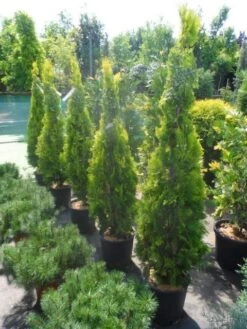 Levensboom (Thuja Orientalis 'Pyramidalis Aurea') 11 Levensboom (Thuja Orientalis 'Pyramidalis Aurea') -OL Planten Winkel thuja platycladus orientalis pyramidalis aurea 150 175