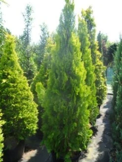 Levensboom (Thuja Orientalis 'Pyramidalis Aurea') 10 Levensboom (Thuja Orientalis 'Pyramidalis Aurea') -OL Planten Winkel thuja platycladus orientalis pyramidalis aurea 175 200 250