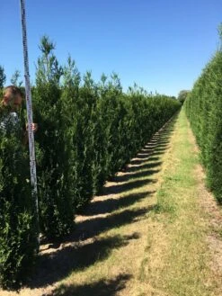 Grote Levensboom (Thuja Plicata 'Atrovirens') 9 Grote Levensboom (Thuja Plicata 'Atrovirens') -OL Planten Winkel thuja plic atrovirens 200250 3