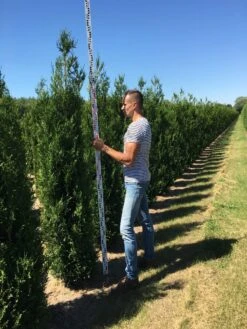 Grote Levensboom (Thuja Plicata 'Atrovirens') 8 Grote Levensboom (Thuja Plicata 'Atrovirens') -OL Planten Winkel thuja plic atrovirnes 250300