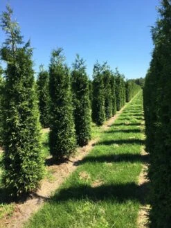 Grote Haagconifeer (Thuja Plicata 'Excelsa') -OL Planten Winkel thuja plic excelsa 3