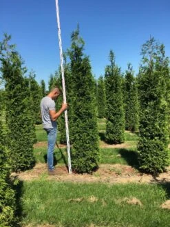 Grote Haagconifeer (Thuja Plicata 'Excelsa') -OL Planten Winkel thuja plic excelsa 250300 3 1