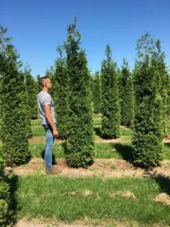 Grote Haagconifeer (Thuja Plicata 'Excelsa') -OL Planten Winkel thuja plic excelsa 300350 3