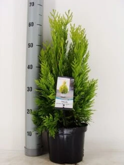 Levensboom (Thuja Plicata '4ever Goldy') -OL Planten Winkel thuja plicata 4 ever goldy zomer c3 m 1