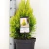 Levensboom (Thuja Plicata '4ever Goldy') -OL Planten Winkel thuja plicata 4ever goldy c5 m 1