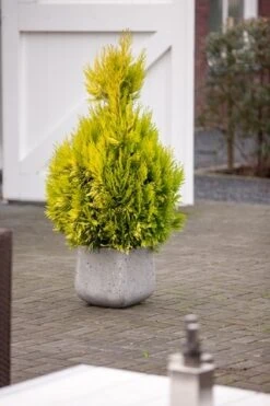 Levensboom (Thuja Plicata '4ever Goldy') -OL Planten Winkel thuja plicata 4ever goldy pbr